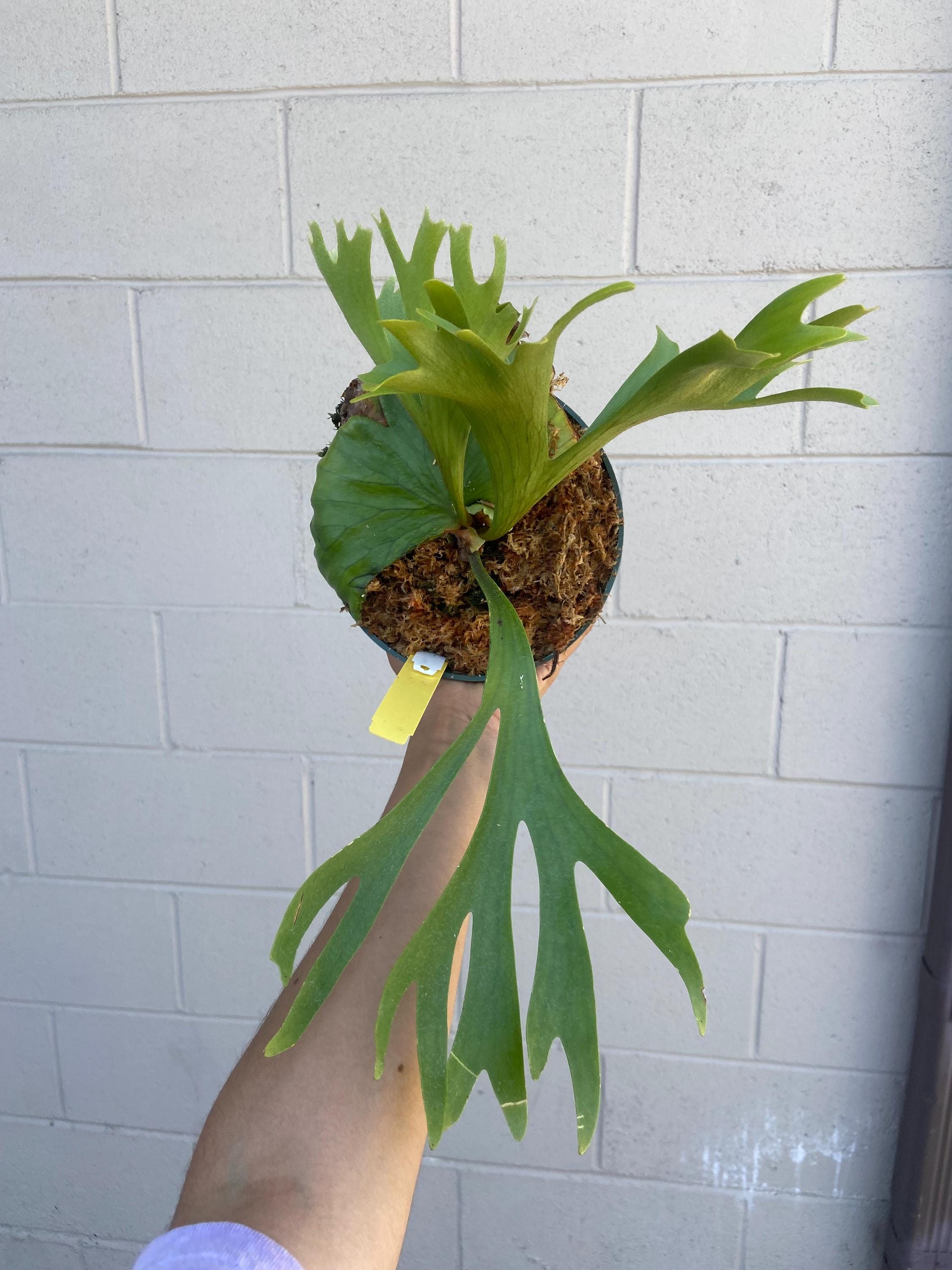 Platycerium 'mt. Kitshakood' - Etsy