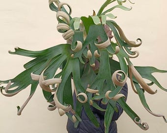 Platycerium 'mt. Kitshakood' - Etsy