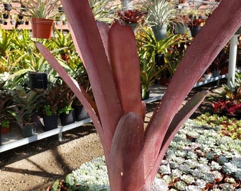 Aechmea 'Pinot Noir' cutting 16-18" tall