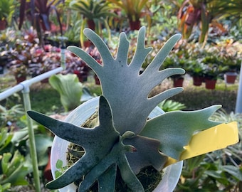 Platycerium Jenny, TC - Etsy