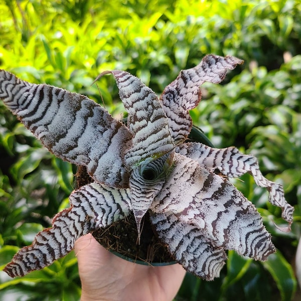 Cryptanthus Absolute Zero 4"