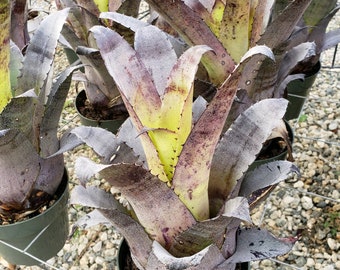 BROMELIAD Hohenbergia LEOPOLDO HORSTII Dark Clone Offset - Hard
