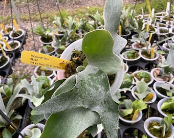 May include: A Platycerium Ginka staghorn fern with broad, silvery-green, fuzzy fronds potted in a white container. A yellow plant tag is inserted into the moss, printed with the text Platycerium Ginka, $90.00, and Live Art Plants, 1329 W. 130th Street.
