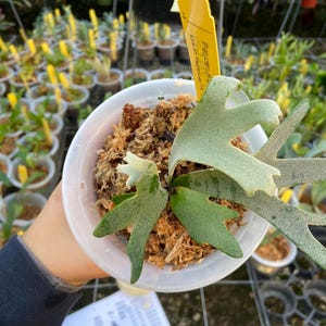 Platycerium 'jenny' - Pick Your Plant - Etsy