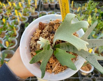 Platycerium Jenny, TC - Etsy