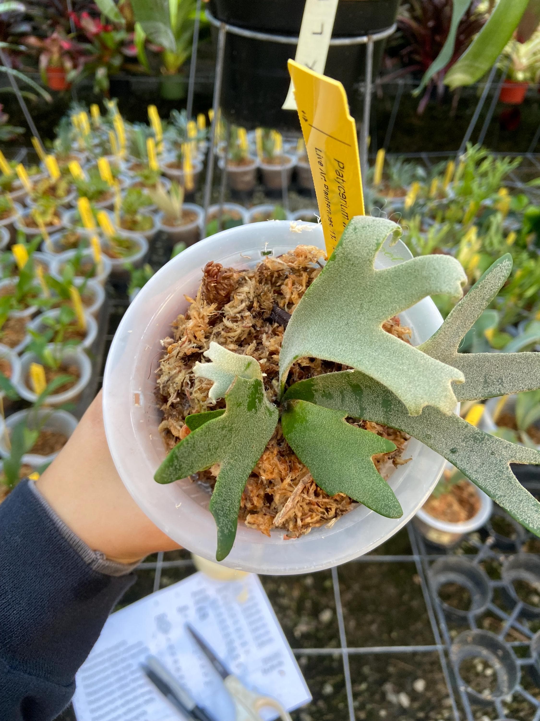 Platycerium 'jenny' - Pick Your Plant - Etsy