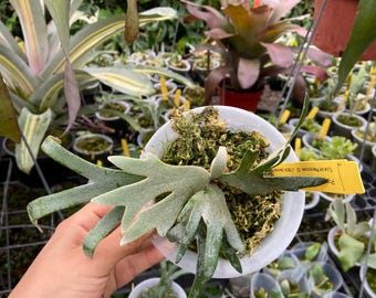 P. willinckii Anapat#9 (PUP) This item is unavailable - Etsy