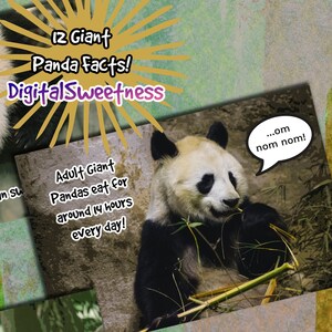 Giant Panda Fact Cards Printable File for kids who love Pandas, Adorable Animals, and Learning, Digital Learning aids, Trivia