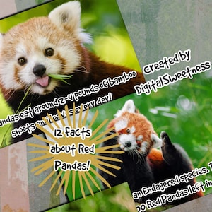 Red Panda Fact Cards Archivo imprimible para niños que aman Turning Red, Adorable Animals y Learning, ayudas de aprendizaje digital
