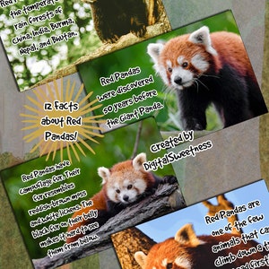 Red Panda Fact Cards Printable File for Kids Who Love Turning Red ...