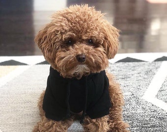 Maltipoo outfits sale