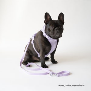 Dog Harness and Leash Set, Harness for Small Dogs, Comfortable Dog Harness, French Bulldog Harness, Padded Dog Harness, Small Dog Harness