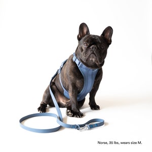 Blue Adjustable Dog Harness & Lead Set, Blue Harness and Leash Set for Small Dogs, Blue Padded Harness and Leash Set