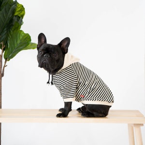 May include: A black French bulldog wearing a black and white striped hooded sweater. The dog is sitting on a light wood bench.