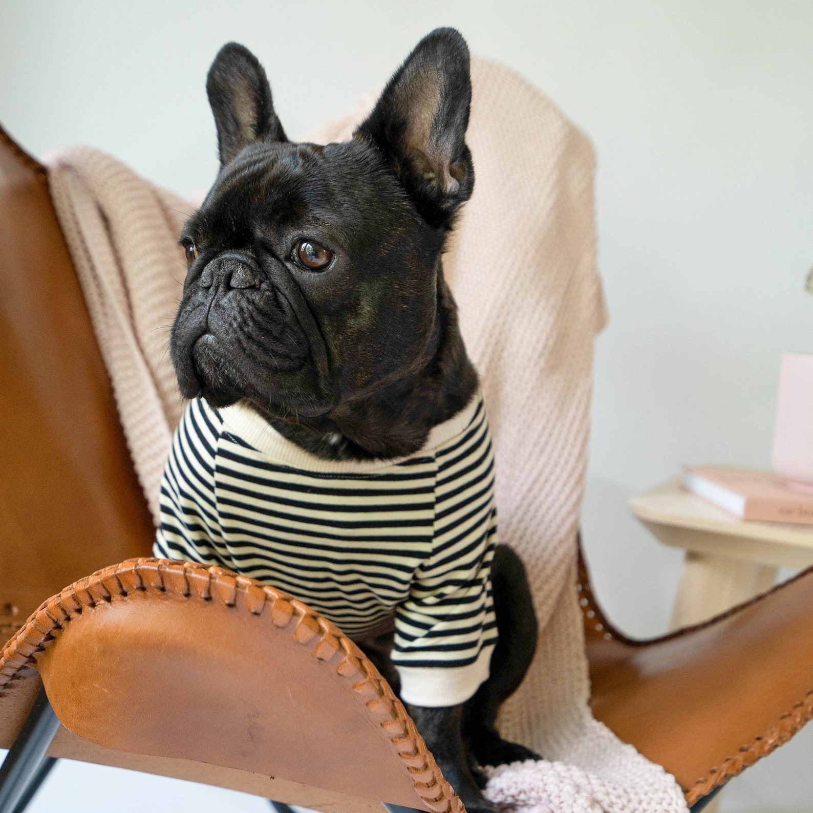 Striped Tshirt for French Bulldogs and Small Dogs Etsy