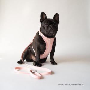 Dog Harness and Leash Set, Harness for Small Dogs, Comfortable Dog Harness, French Bulldog Harness, Padded Dog Harness, Small Dog Harness