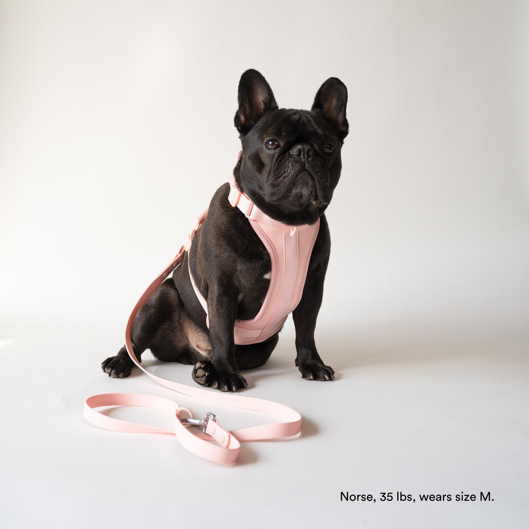 Best Harnesses for French Bulldogs - Frenchie Cute