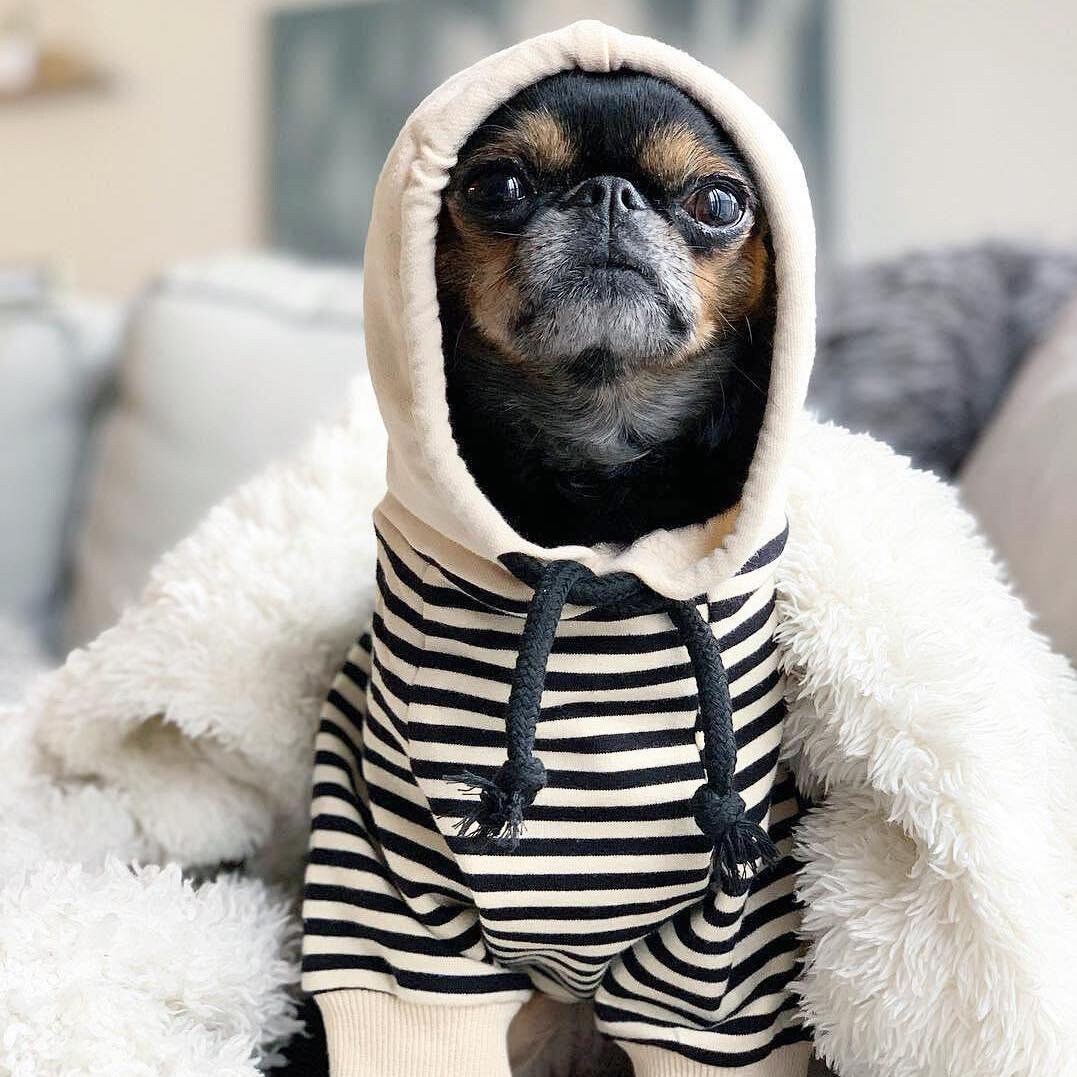 Sweat à Capuche Rayé Pour Bruxelles et Petits Chiens