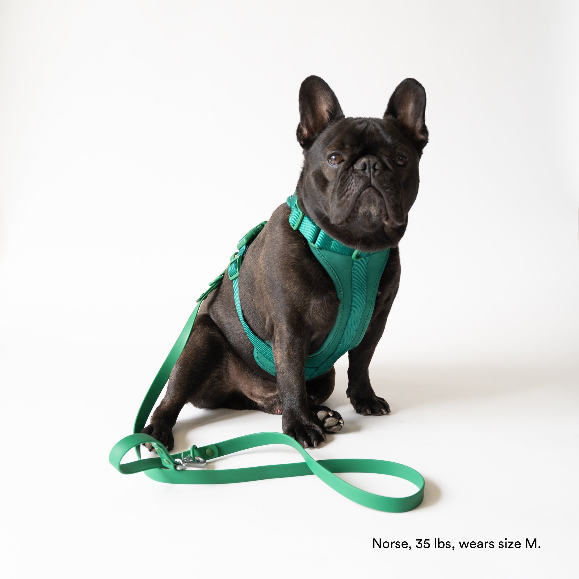 french bulldog harness and leash