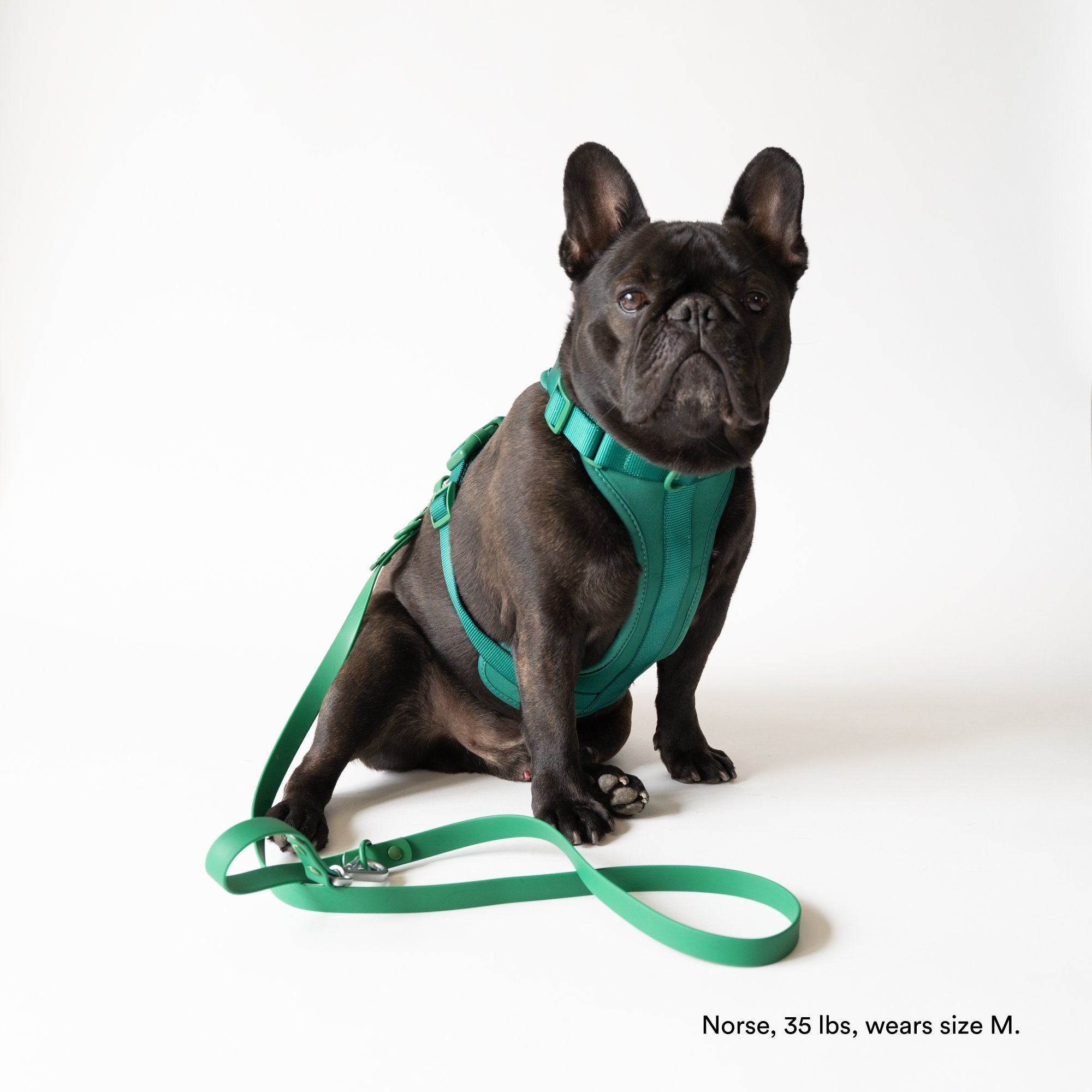 Pawcci Harness & Leash  Elite French Bulldog Harness Set
