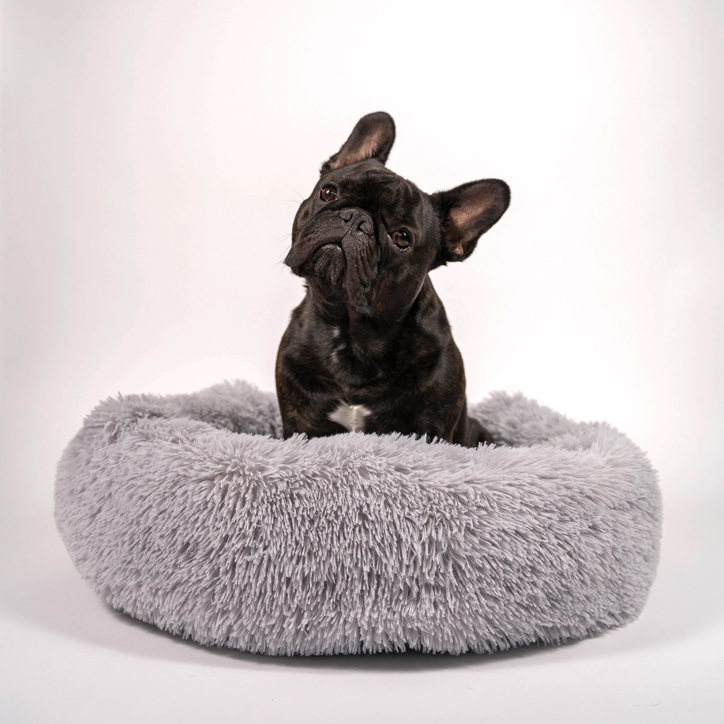 french bulldog bed