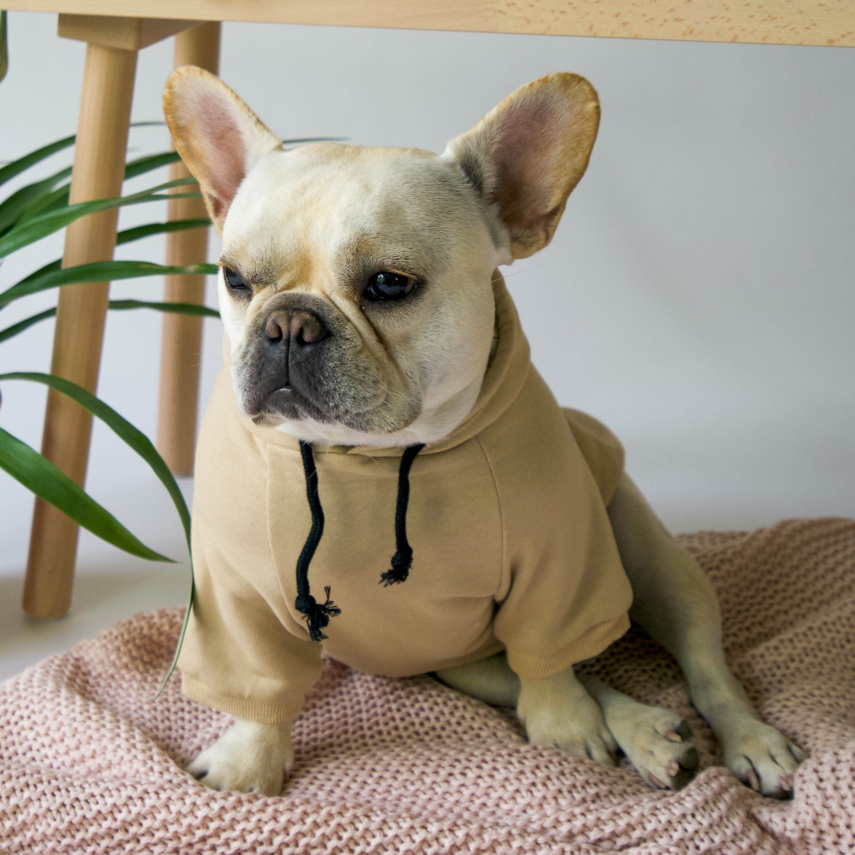 Hoodie en Coton Confortable Pour Petits Chiens