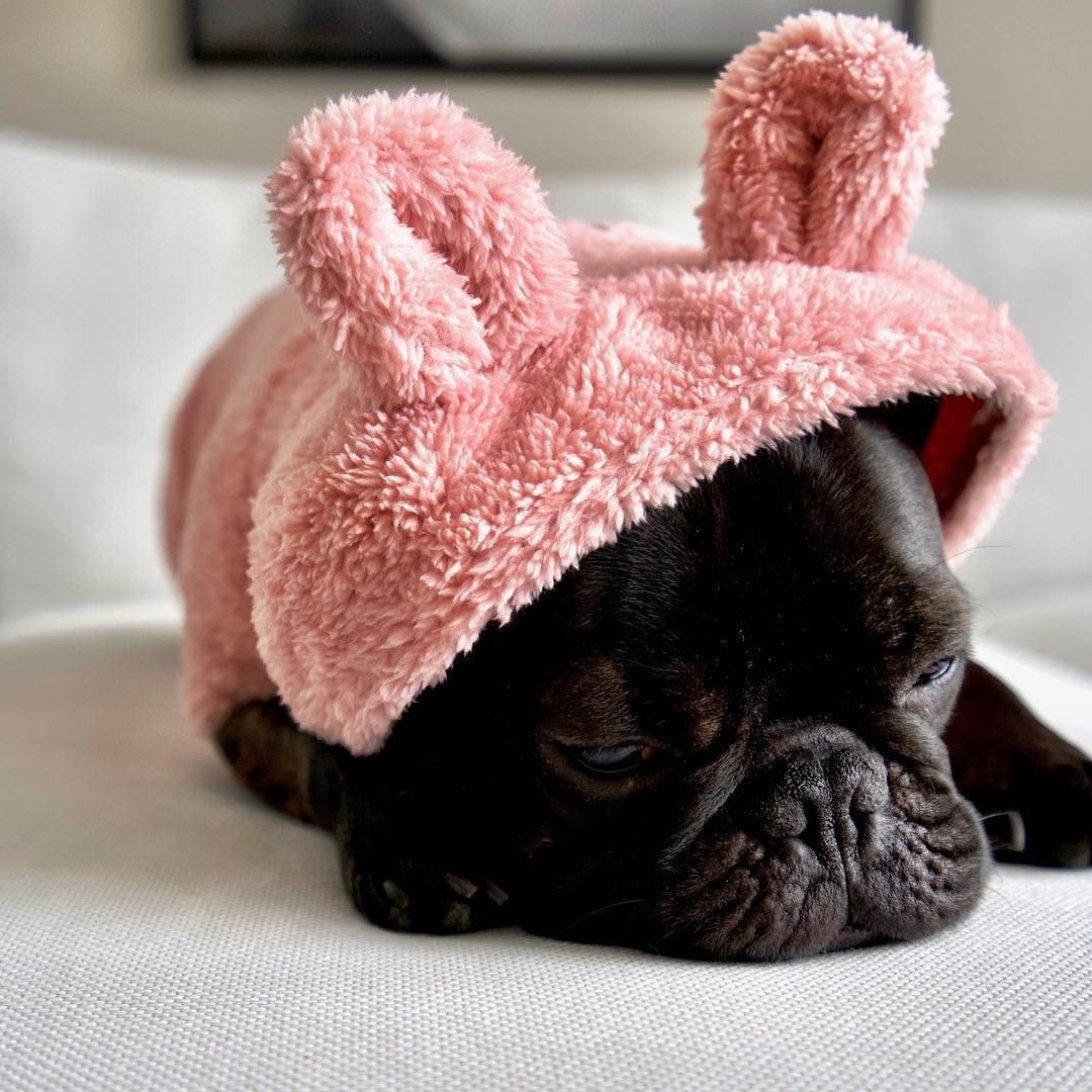 Veste en Peluche Pour Petits Chiens