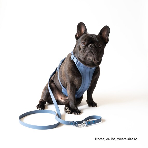 French bulldog harness and lead discount