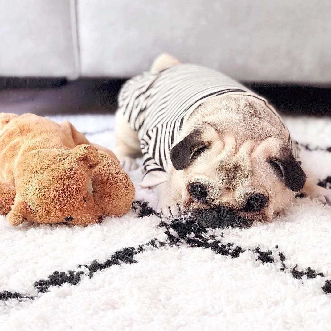 T-Shirt Rayé Pour Pugs