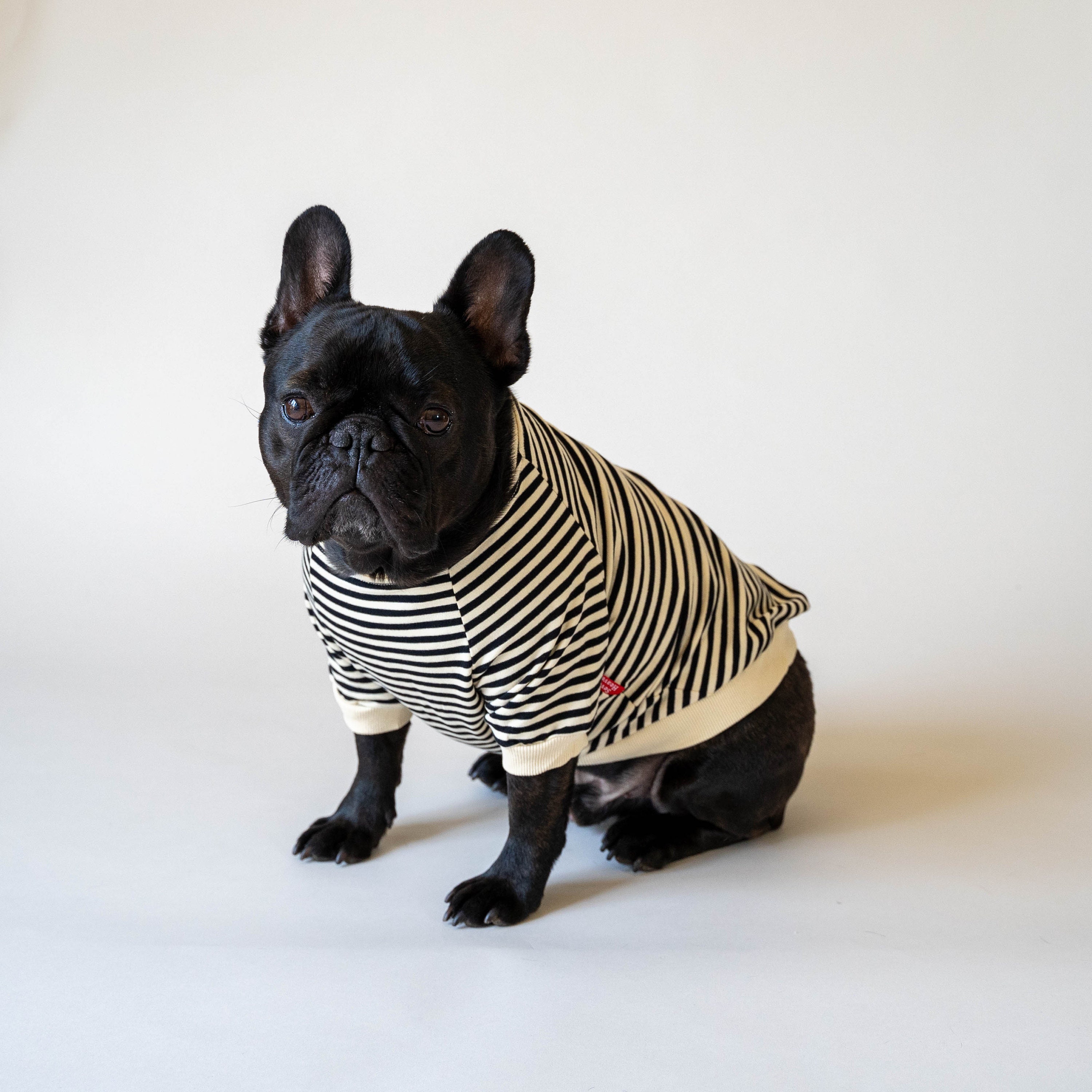 Striped TShirt for French Bulldogs and Small Dogs Etsy