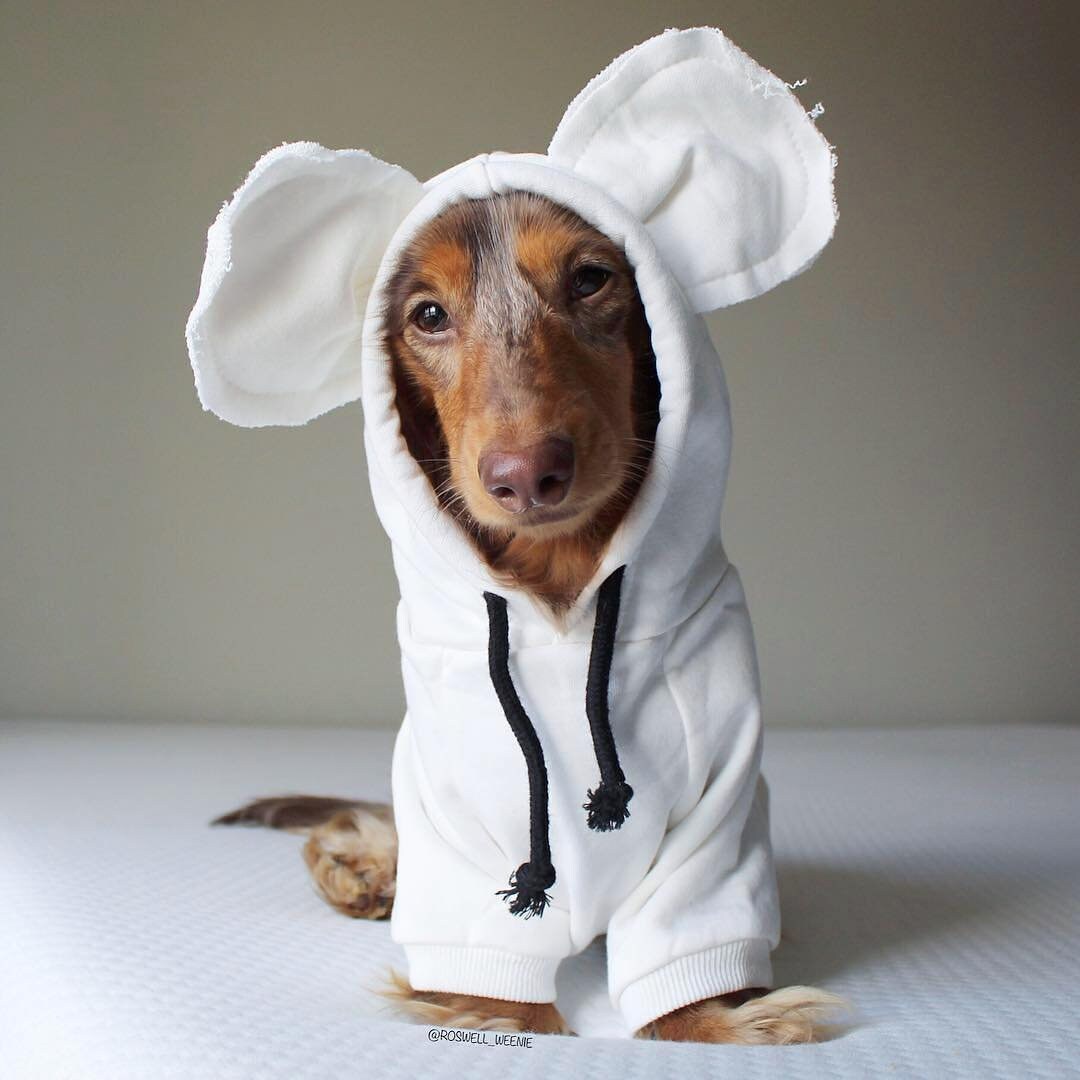 Hoodie with Ears for Dachshunds and Small Dogs Etsy