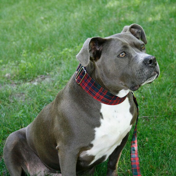 2 inch dog collar discount