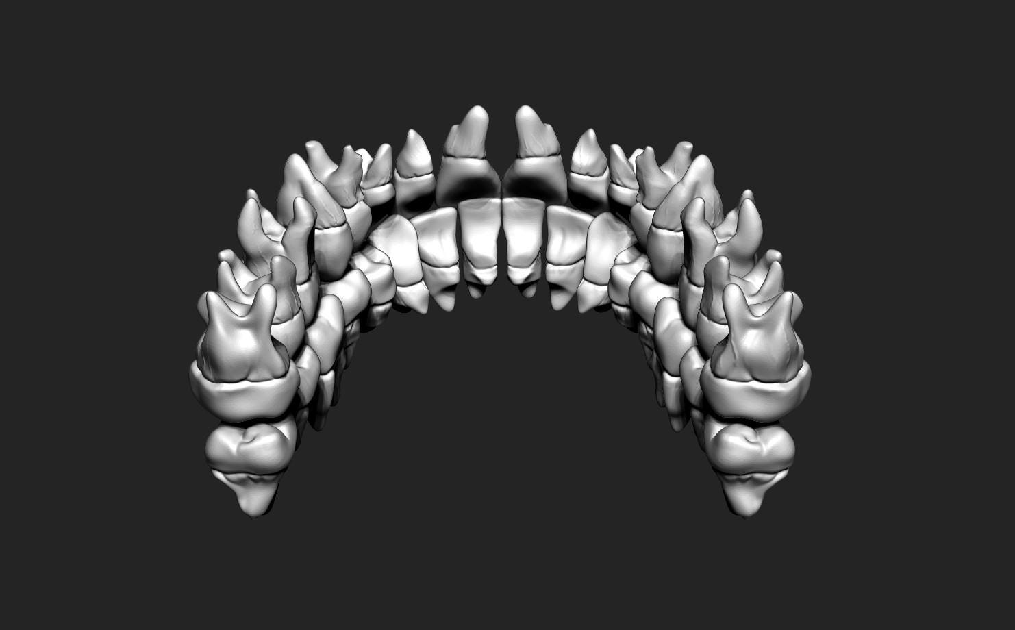 STL Model of Human Teeth for the Head 3D Printing and Animation - Etsy