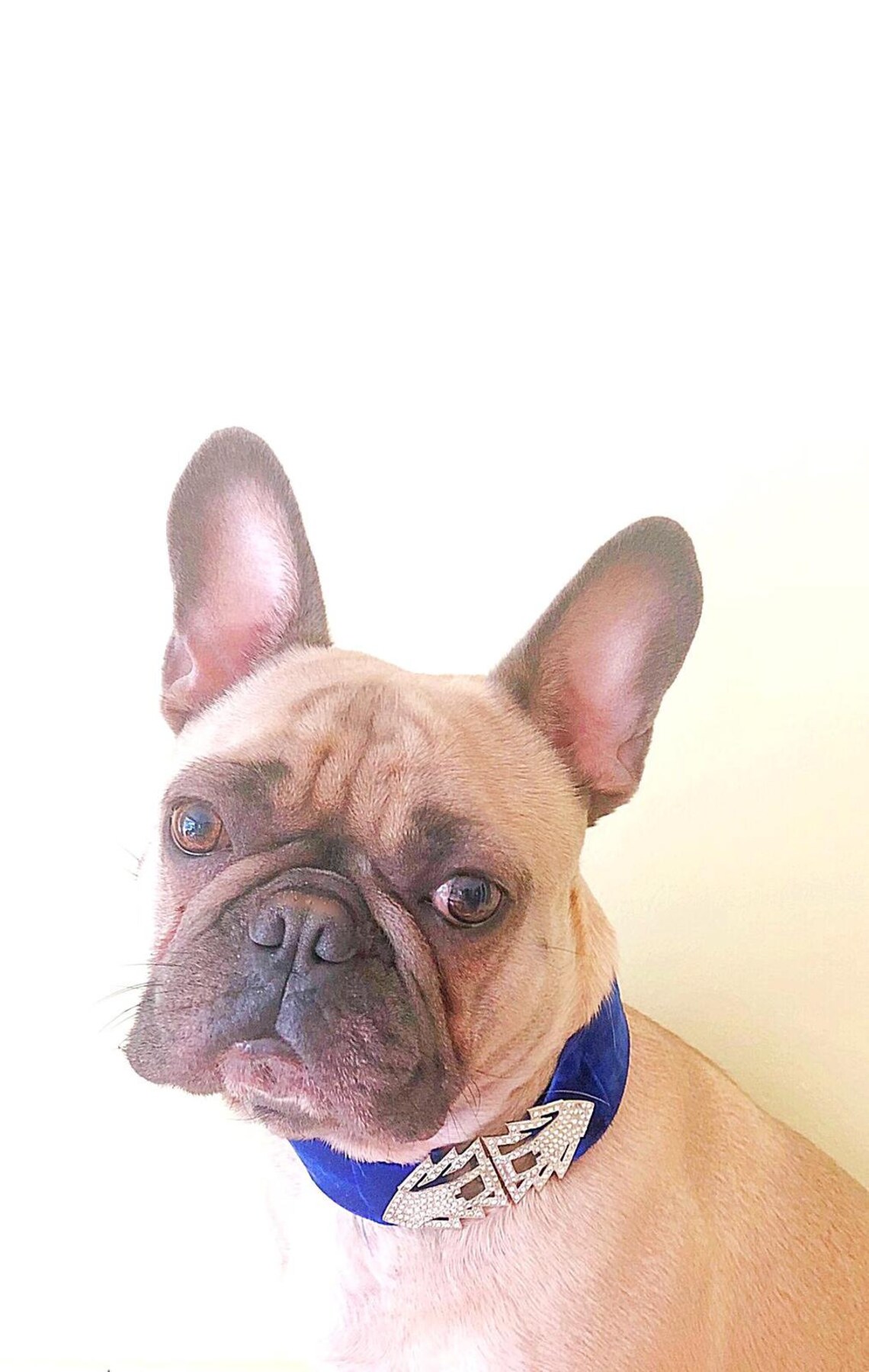 Beautiful Vintage Choker for Dogs Etsy Ireland