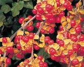 10 Bittersweet Vine Branches Fresh Cut Organic Autumn Decor Wedding Rustic Decor Free Priority Shipping