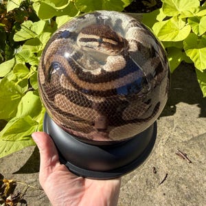 Young Ball Python Wet Specimen Snake