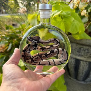 May include: A clear, round glass bottle containing a preserved ball python with brown, black, and tan patterned scales. The bottle features a silver-colored cap and a clear stopper, showcasing the coiled snake inside the transparent vessel.
