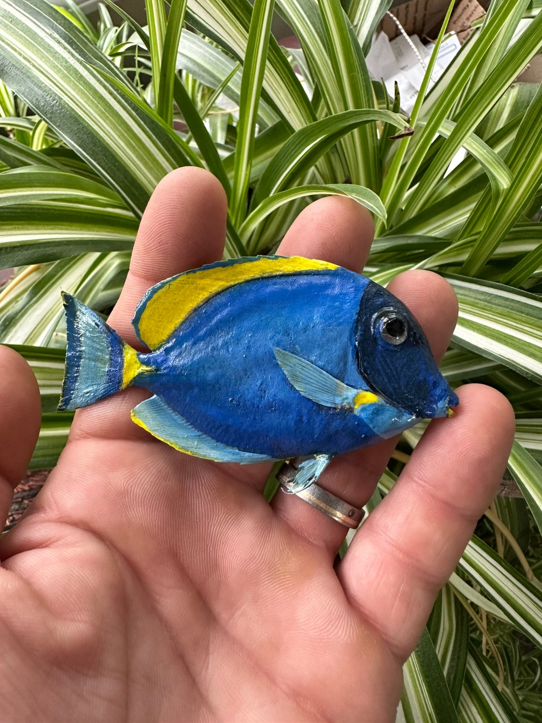 Freeze Dried Blue Hippo Tang Fish Taxidermy Sea Decor Dory Etsy