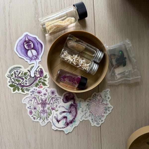 Mystery Dumpling Oddity Box Diaphonized Wets Stickers Bones