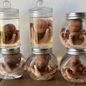 Small Wet Specimen Octopus With Glass Jar
