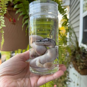 May include: A clear cylindrical glass jar filled with liquid containing a coiled light gray and white snake specimen. The snake has dark markings along its head and body, and the jar is sealed with a transparent screw-top lid.