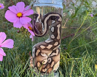 Wet Specimen Ball Python Snake