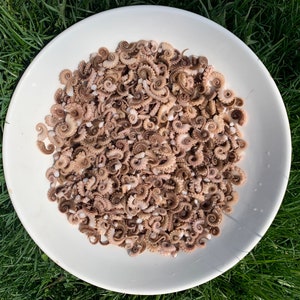 May include: A white ceramic bowl filled with small, cooked octopus tentacles. The bowl is sitting on a bed of green grass.