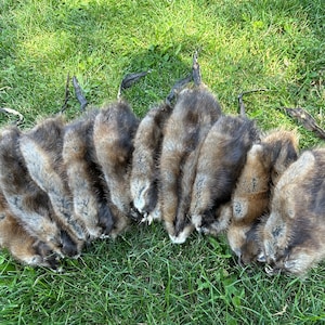 muskrat pelt with tail