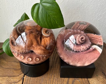 XL Wet Specimen Octopus or Tentacle in Glass Globe