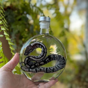 May include: A clear, round glass bottle containing a preserved snake with a dark gray and black patterned skin. The bottle features a silver-colored metal cap and a transparent liquid inside, showcasing the coiled snake in a circular display.