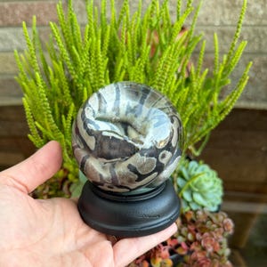 May include: A clear glass sphere containing a preserved ball python with a tan and dark brown patterned hide, mounted on a solid black circular pedestal base. The snake is coiled tightly within the orb, displaying its distinct scale texture.