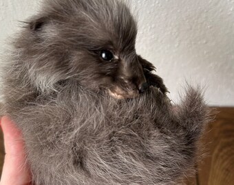 small taxidermy fox kit baby freeze dried