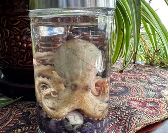 Taxidermy Medium Wet Specimen Octopus with Jar and Amethyst