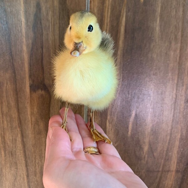 Small Taxidermy Duckling